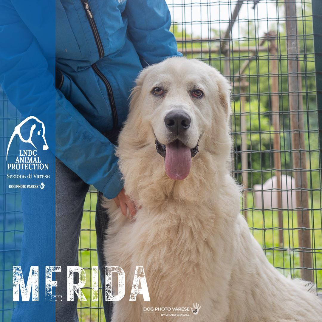 cane bianco maremmano abruzzese taglia grande in canile a varese in cerca di adozione lega del cane MERIDA dogphotovarese