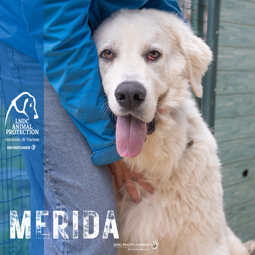 cane bianco maremmano abruzzese taglia grande in canile a varese in cerca di adozione lega del cane MERIDA dogphotovarese