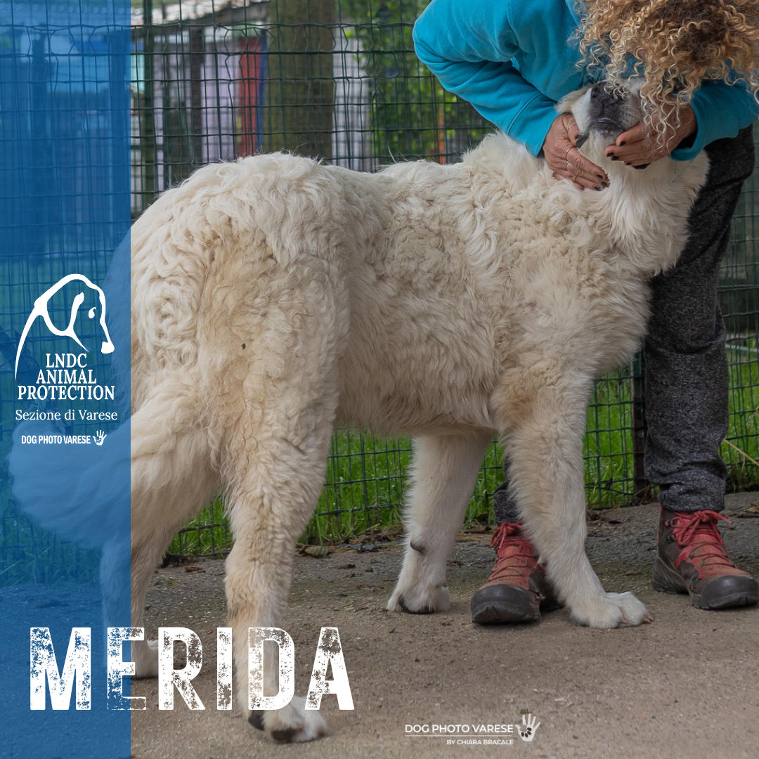 cane bianco maremmano abruzzese taglia grande in canile a varese in cerca di adozione lega del cane MERIDA dogphotovarese