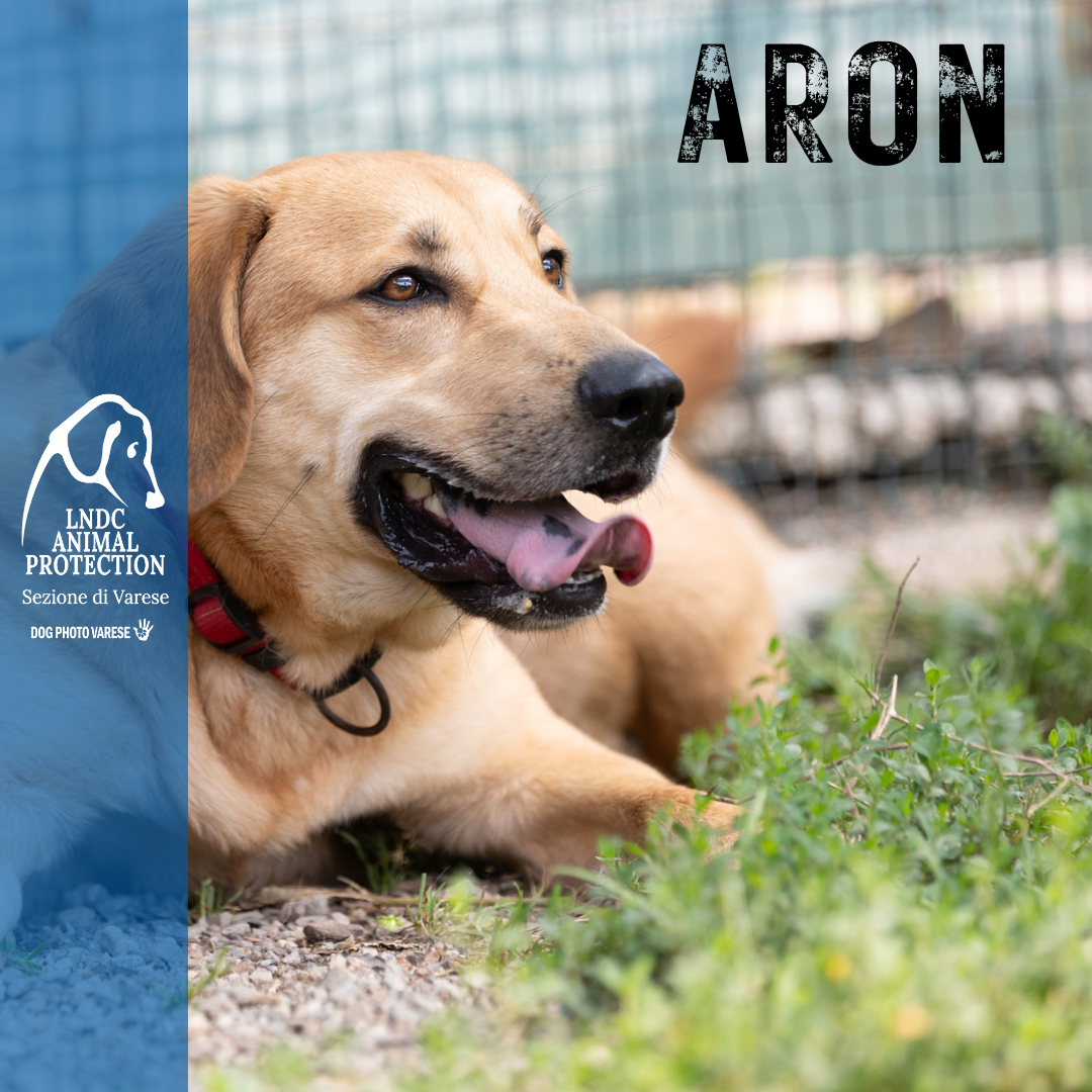 Incrocio pit bull malinois Taglia Media meticcio in cerca di adozione rescue cane canile varese lega nazionale per la difesa del cane adottami lndc DOGPHOTOVARESE