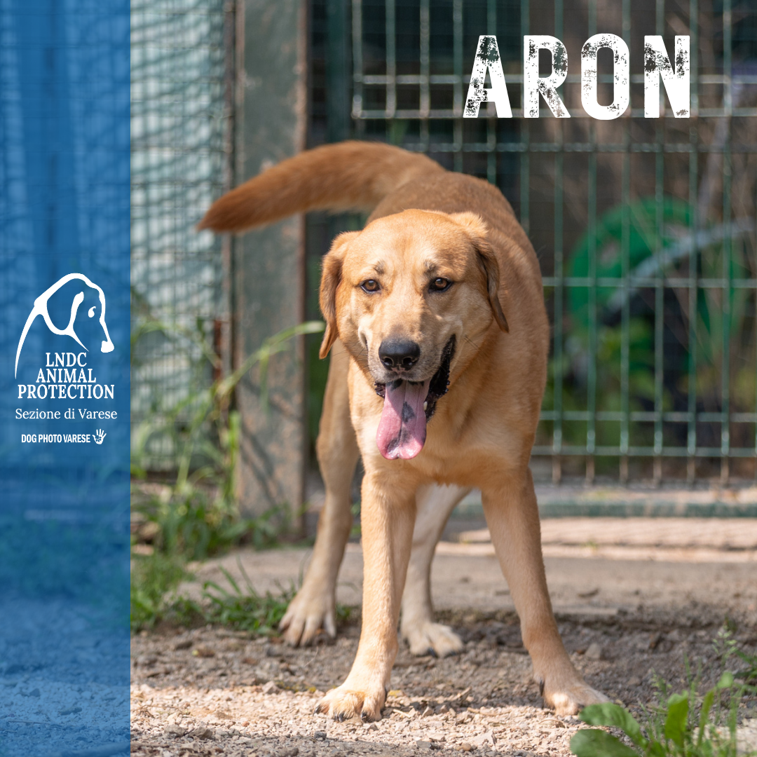 Incrocio pit bull malinois Taglia Media meticcio in cerca di adozione rescue cane canile varese lega nazionale per la difesa del cane adottami lndc DOGPHOTOVARESE