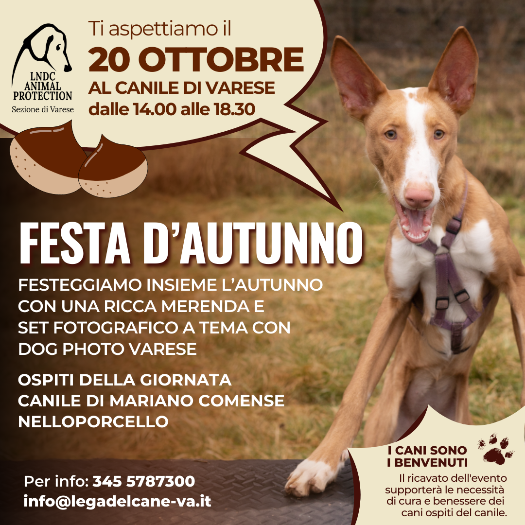 autunno evento benefico per il canile di varese, castagnata, varese, beneficenza, shooting fotografico, fotografo cani