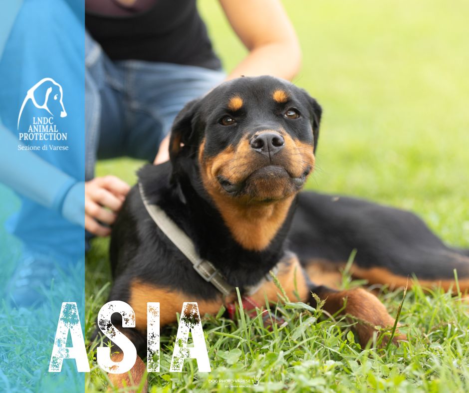 asia INCROCIO Rottweiler lega nazionale per la difesa del cane adozione meticcio in cerca di adozione rescue cane canile varese lndc adottami lndc DOGPHOTOVARESE