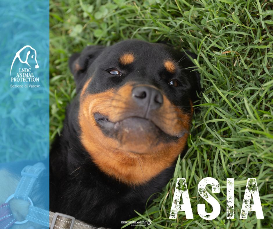 asia INCROCIO Rottweiler lega nazionale per la difesa del cane adozione meticcio in cerca di adozione rescue cane canile varese lndc adottami lndc DOGPHOTOVARESE