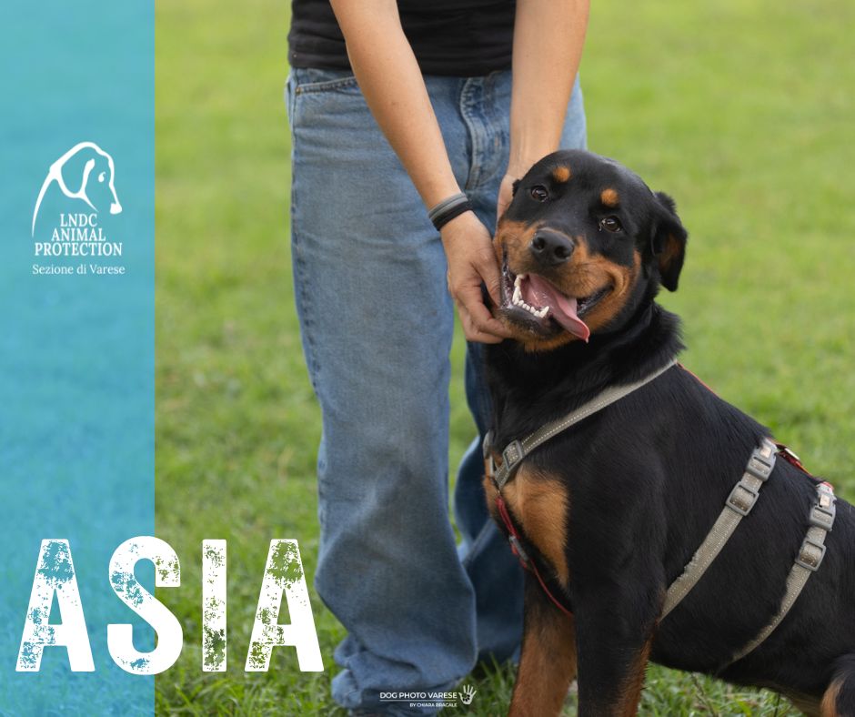 asia INCROCIO Rottweiler lega nazionale per la difesa del cane adozione meticcio in cerca di adozione rescue cane canile varese lndc adottami lndc DOGPHOTOVARESE