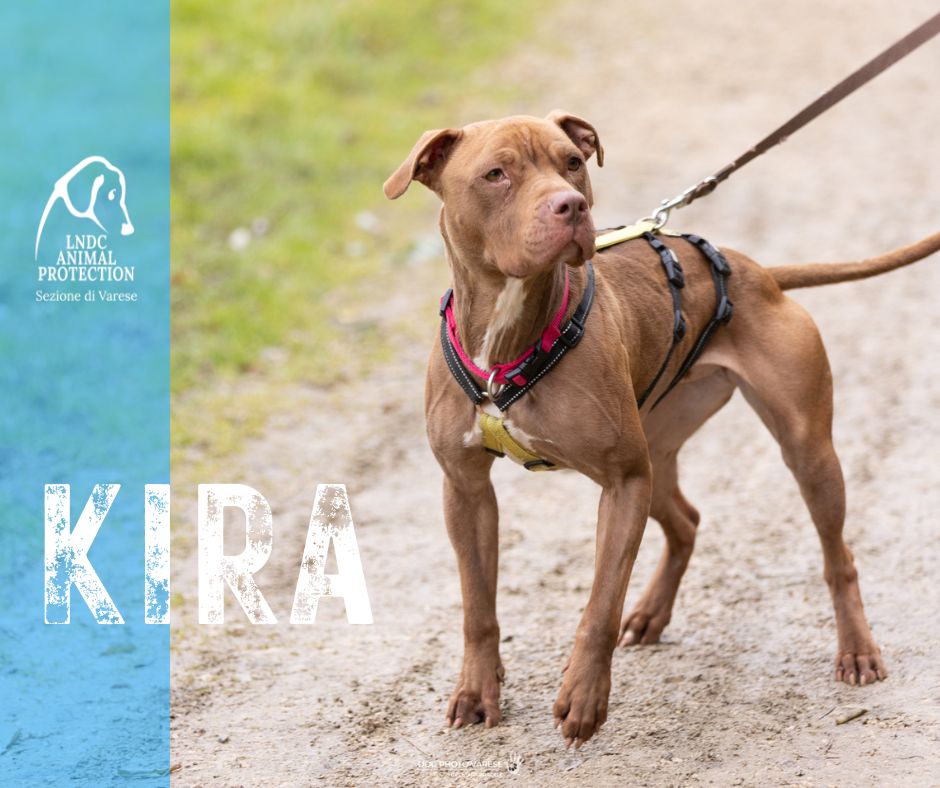 KIRA INCROCIO PITBULL lega nazionale per la difesa del cane adozione meticcio in cerca di adozione rescue cane canile varese lndc adottami lndc DOGPHOTOVARESE