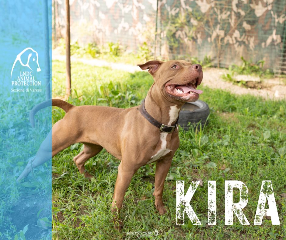 KIRA INCROCIO PITBULL lega nazionale per la difesa del cane adozione meticcio in cerca di adozione rescue cane canile varese lndc adottami lndc DOGPHOTOVARESE