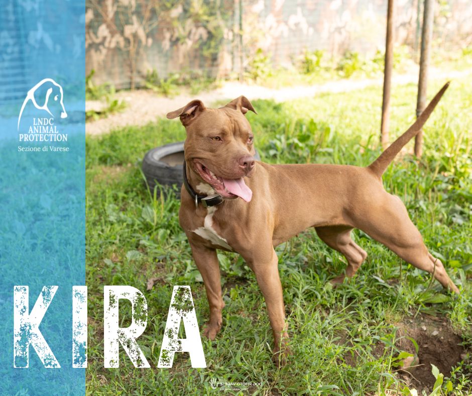KIRA INCROCIO PITBULL lega nazionale per la difesa del cane adozione meticcio in cerca di adozione rescue cane canile varese lndc adottami lndc DOGPHOTOVARESE