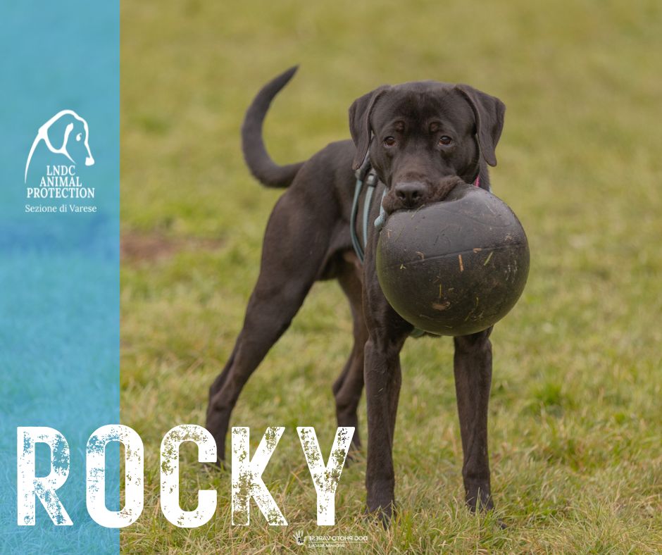 ROCKY INCROCIO LABRADOR CORSO lega nazionale per la difesa del cane adozione meticcio in cerca di adozione rescue cane canile varese lndc adottami lndc DOGPHOTOVARESE