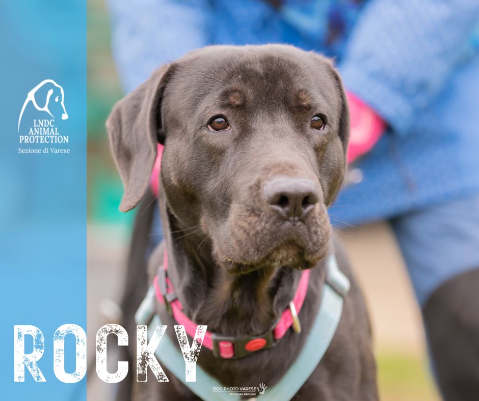 ROCKY INCROCIO LABRADOR CORSO lega nazionale per la difesa del cane adozione meticcio in cerca di adozione rescue cane canile varese lndc adottami lndc DOGPHOTOVARESE