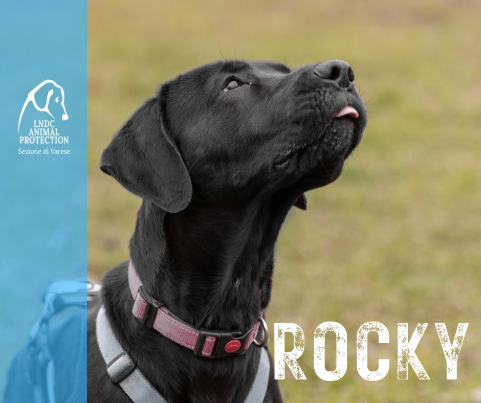 ROCKY INCROCIO LABRADOR CORSO lega nazionale per la difesa del cane adozione meticcio in cerca di adozione rescue cane canile varese lndc adottami lndc DOGPHOTOVARESE