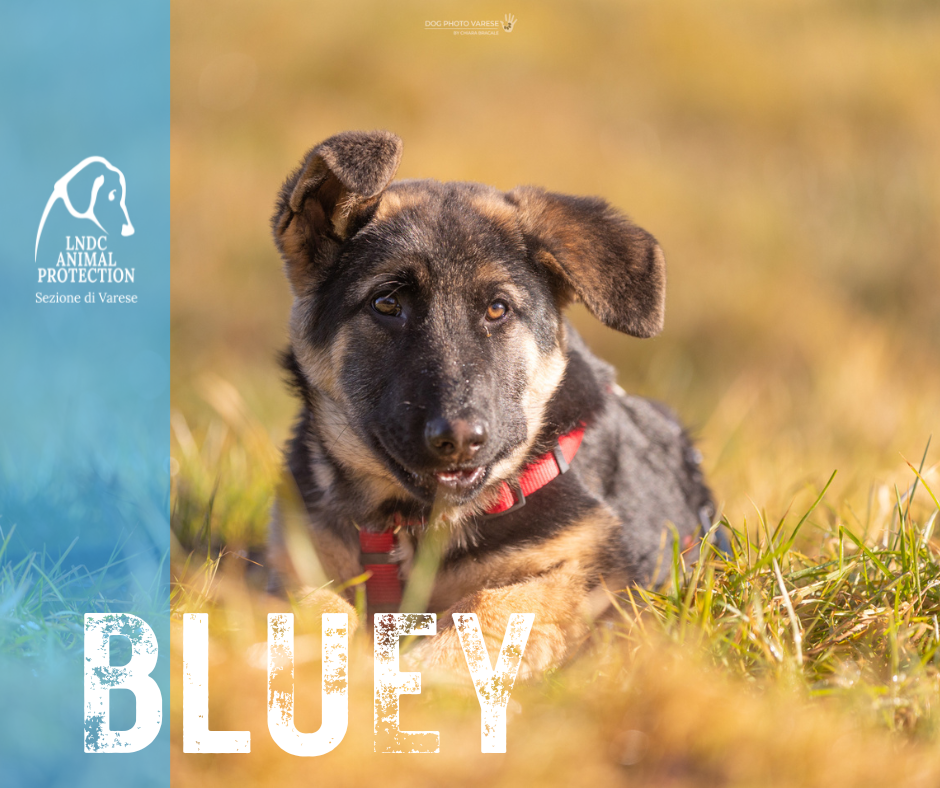 BLUEY INCROCIO pastore tedesco lega nazionale per la difesa del cane adozione meticcio in cerca di adozione rescue cane canile varese lndc adottami lndc DOGPHOTOVARESE
