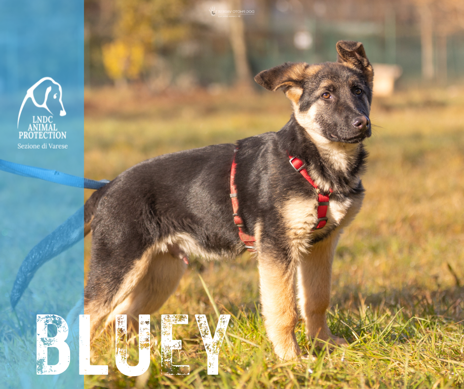 BLUEY INCROCIO pastore tedesco lega nazionale per la difesa del cane adozione meticcio in cerca di adozione rescue cane canile varese lndc adottami lndc DOGPHOTOVARESE