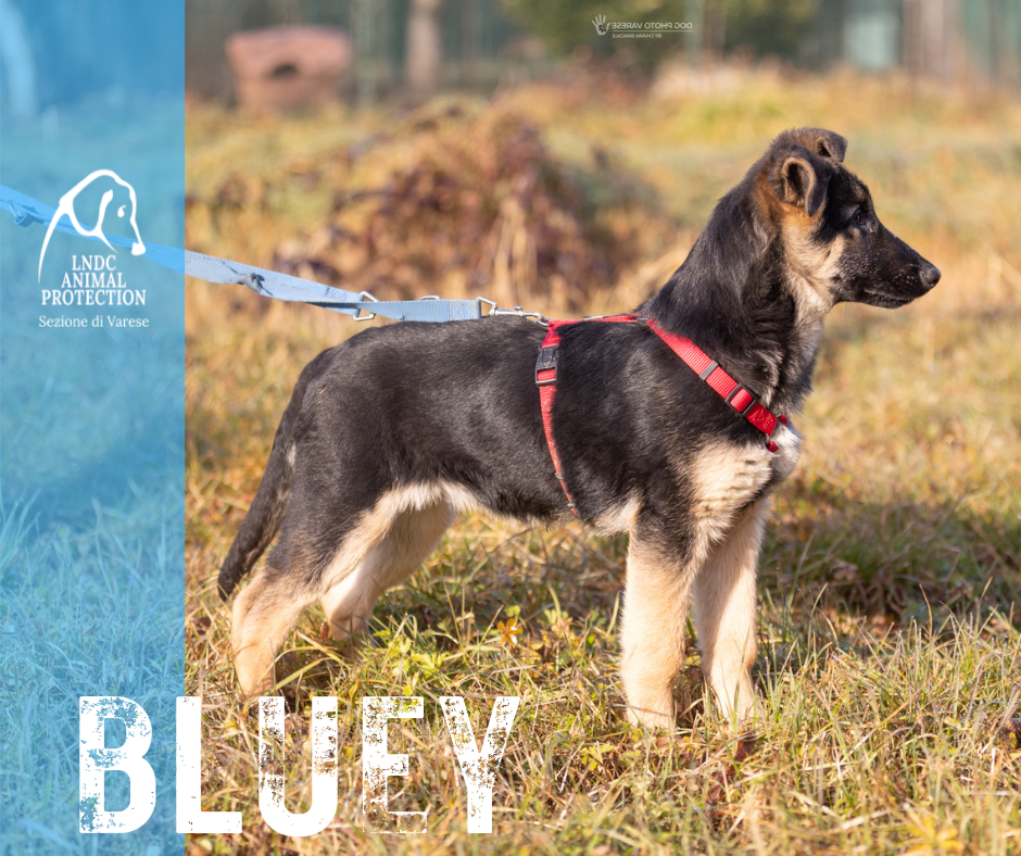 BLUEY INCROCIO pastore tedesco lega nazionale per la difesa del cane adozione meticcio in cerca di adozione rescue cane canile varese lndc adottami lndc DOGPHOTOVARESE
