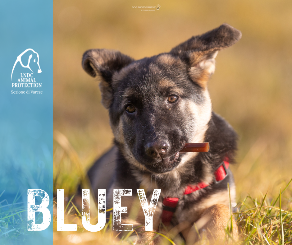 BLUEY INCROCIO pastore tedesco lega nazionale per la difesa del cane adozione meticcio in cerca di adozione rescue cane canile varese lndc adottami lndc DOGPHOTOVARESE