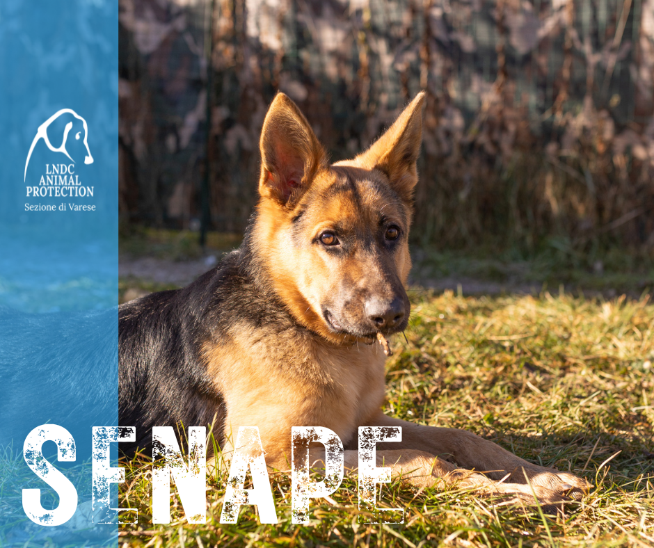 senape INCROCIO pastore tedesco lega nazionale per la difesa del cane adozione meticcio in cerca di adozione rescue cane canile varese lndc adottami lndc DOGPHOTOVARESE