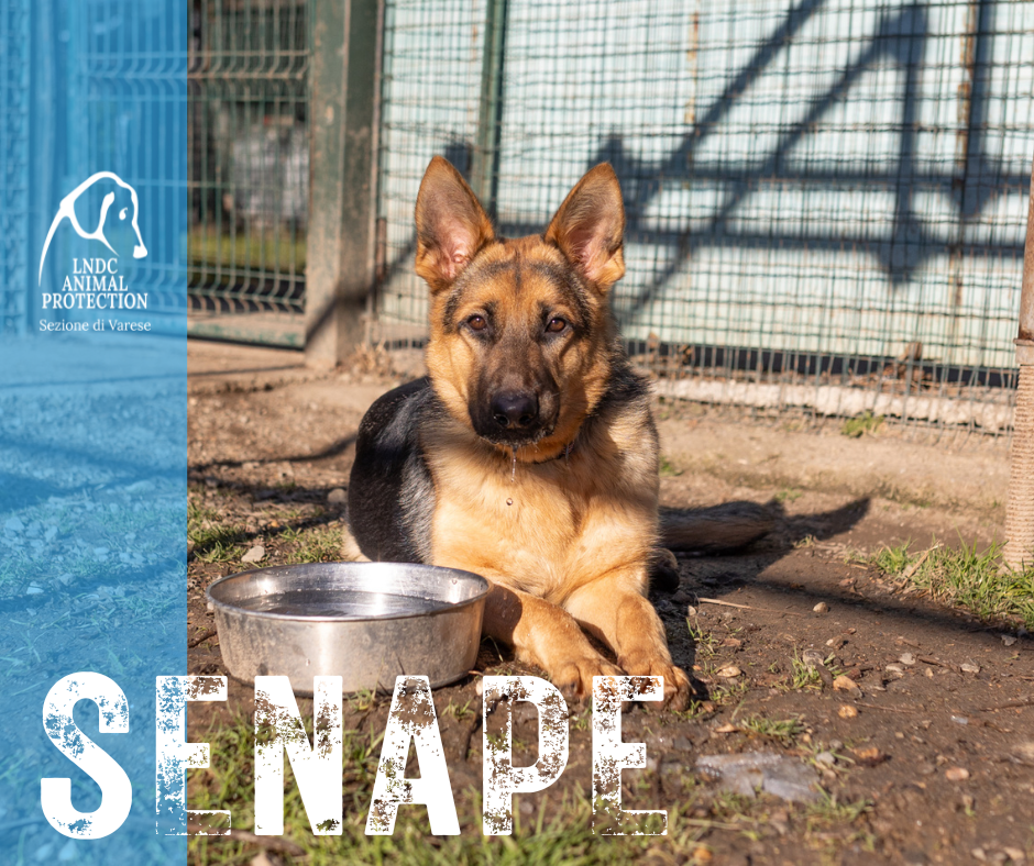 senape INCROCIO pastore tedesco lega nazionale per la difesa del cane adozione meticcio in cerca di adozione rescue cane canile varese lndc adottami lndc DOGPHOTOVARESE