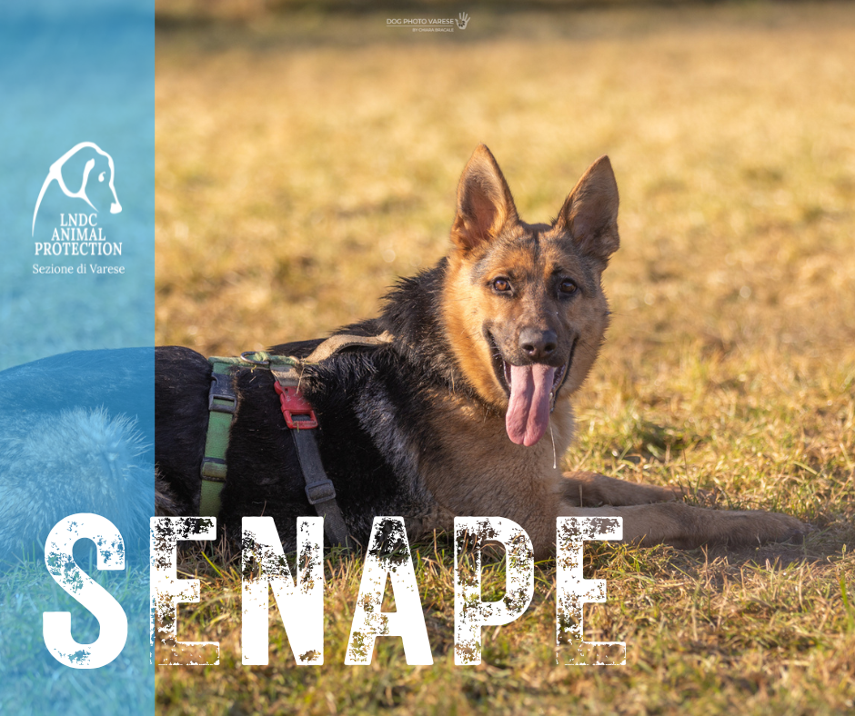 senape INCROCIO pastore tedesco lega nazionale per la difesa del cane adozione meticcio in cerca di adozione rescue cane canile varese lndc adottami lndc DOGPHOTOVARESE
