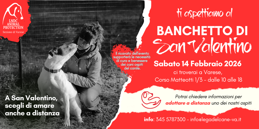 san valentino regala amore cane varese canile adozione a distanza