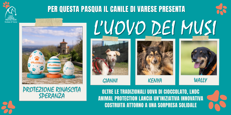 ’Uovo dei Musi: un gesto semplice che diventa un aiuto concreto per i nostri cani
Trasforma la Pasqua in qualcosa che resta davvero.
Scegli il tuo Uovo dei Musi e fai parte del cambiamento
#CanilediVarese #Varese #MusidiVarese #Pasqua2026 #SostieniIlCanile
