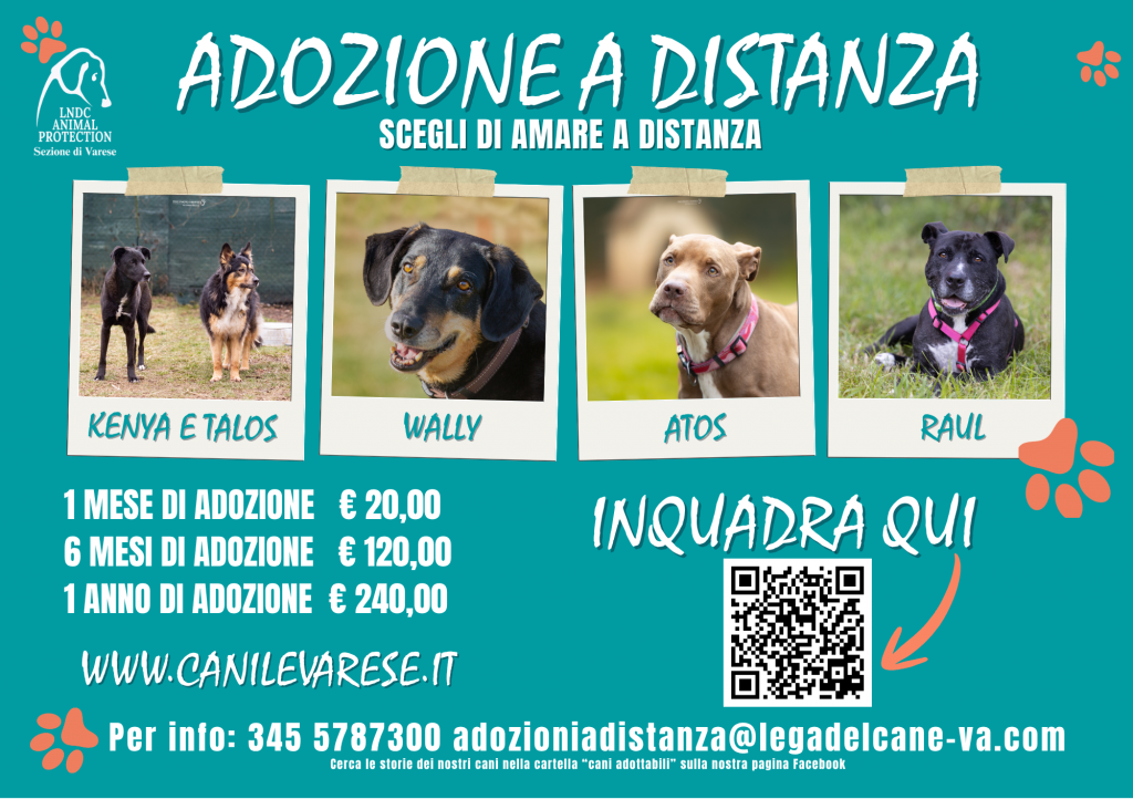 adozione a distanca canile di varese musi di varese #CanilediVarese #Varese #MusodelMese #MusidiVarese 